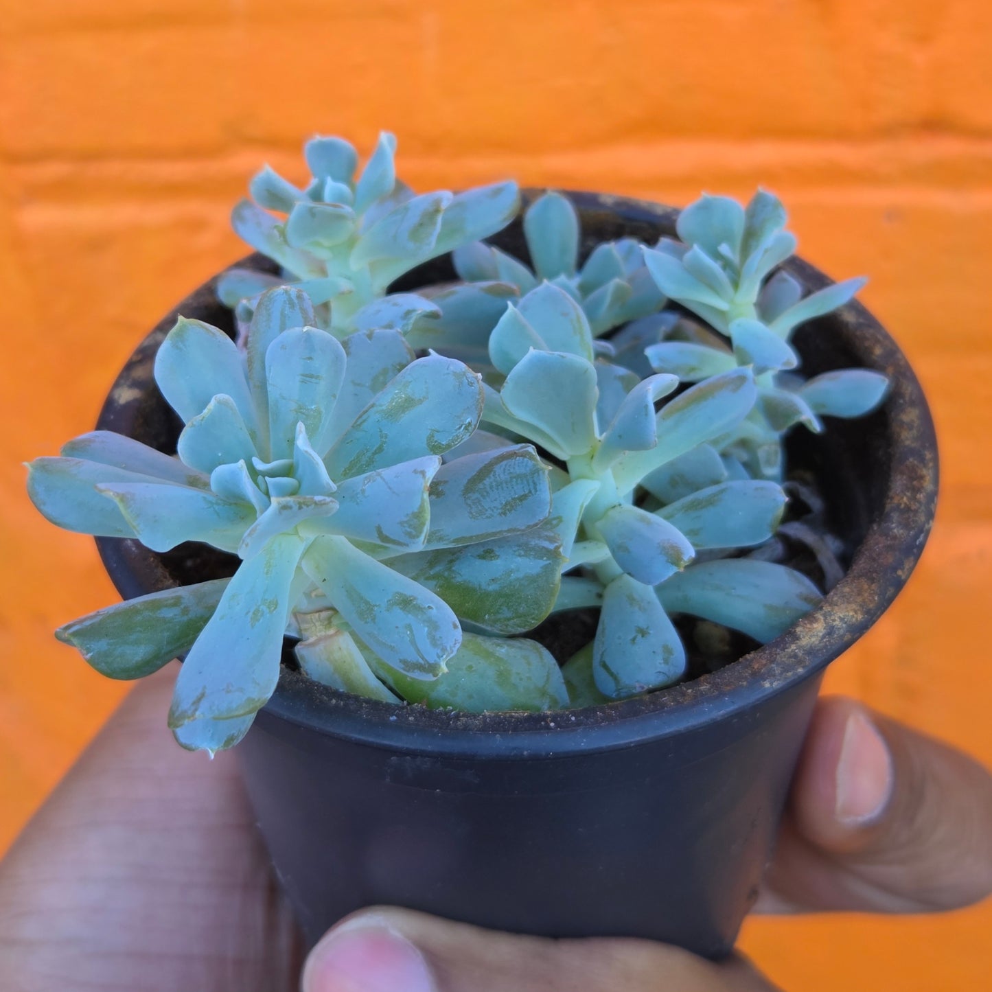 3.5" Echeveria Runyonii