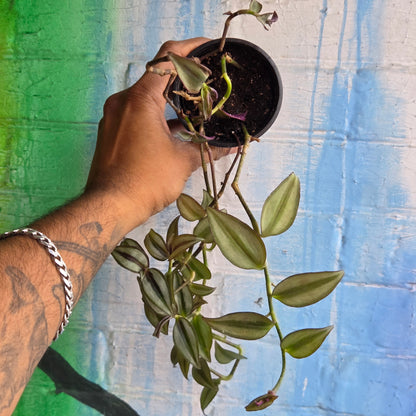 3.5" Tradescantia Zebrina Superba