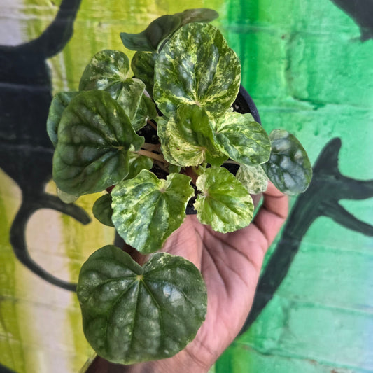 3.5" Peperomia Ripple Variegated