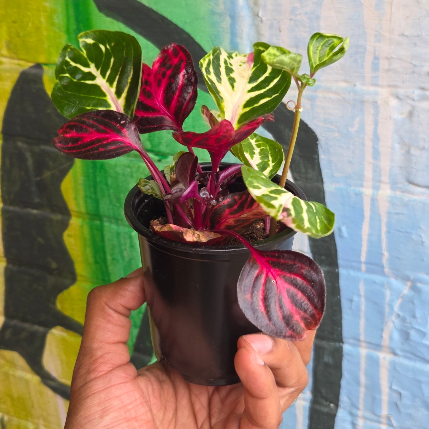3.5" Bloodleaf Plant | Iresine