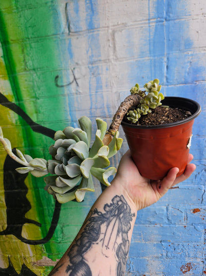 6" Echeveria Runyonii Topsy-Turvy