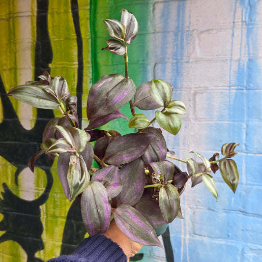 4" Tradescantia Zebrina Purpusii