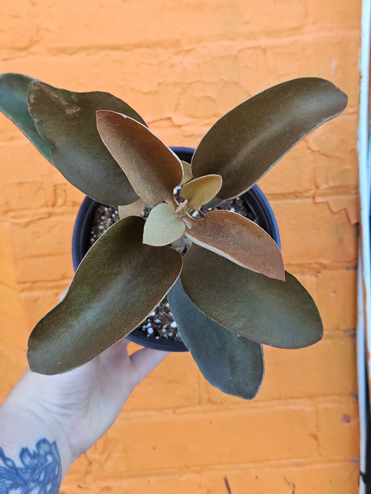 6" Kalanchoe orgyalis