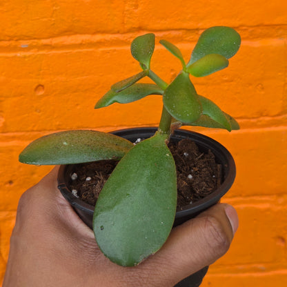 3.5" Jade | Crassula Ovata