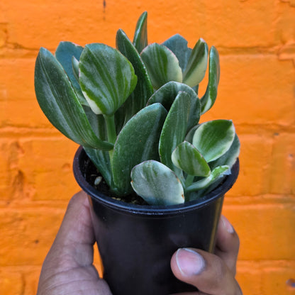 3.5" Variegated Jade | Crassula Ovata