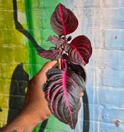 4" Blazin' Rose Iresine