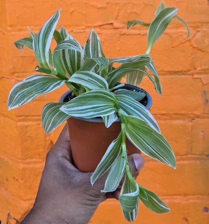 3.5" Callisia Fragrans Variegata