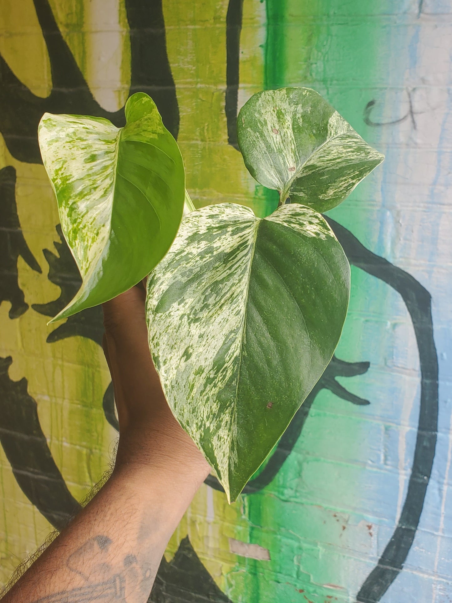 3.5" Pothos Marble Queen