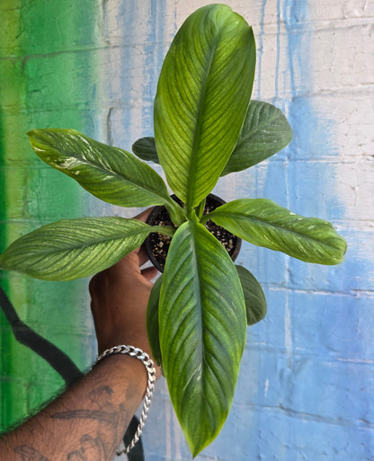 3.5" Spathiphyllum Sensation Variegated