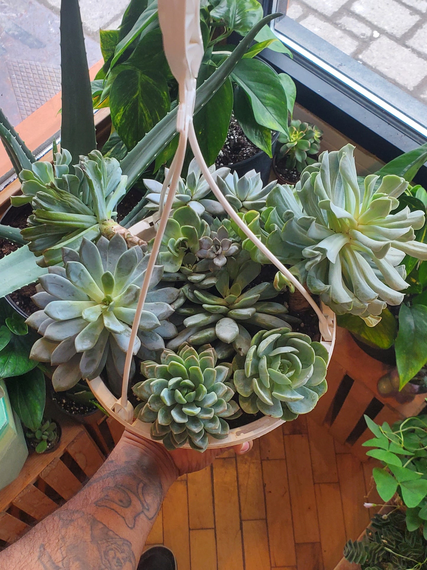 succulent plants in hanging baskets 8” Assorted Succulent Hanging Basket – Plant Goals