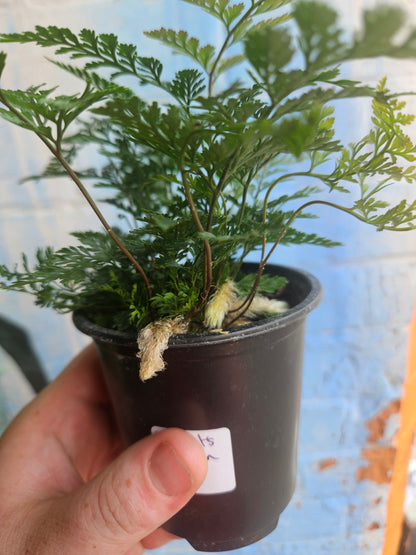 3.5" Rabbit's Foot Fern