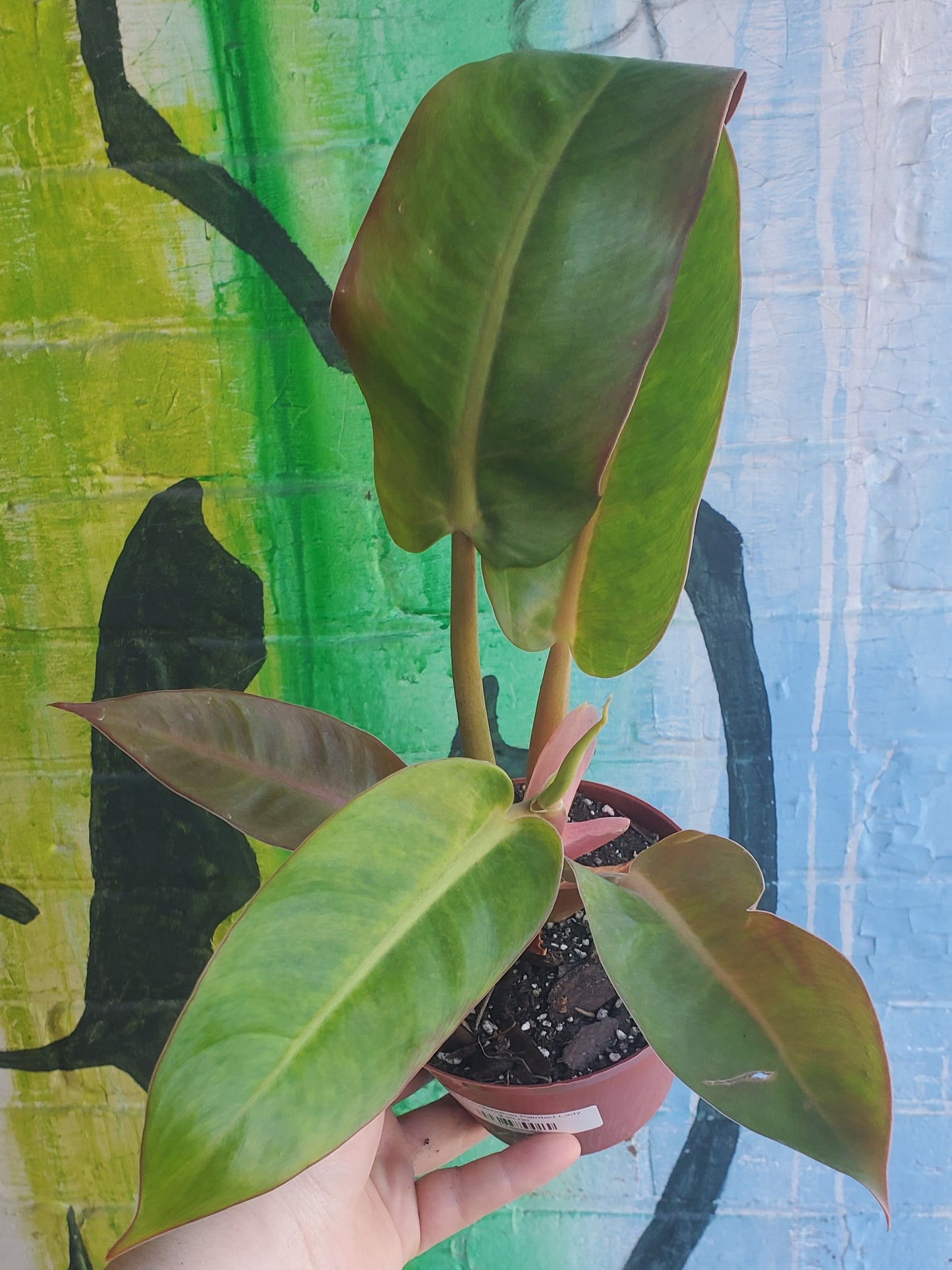 5" Philodendron Painted Lady