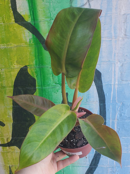 5" Philodendron Painted Lady
