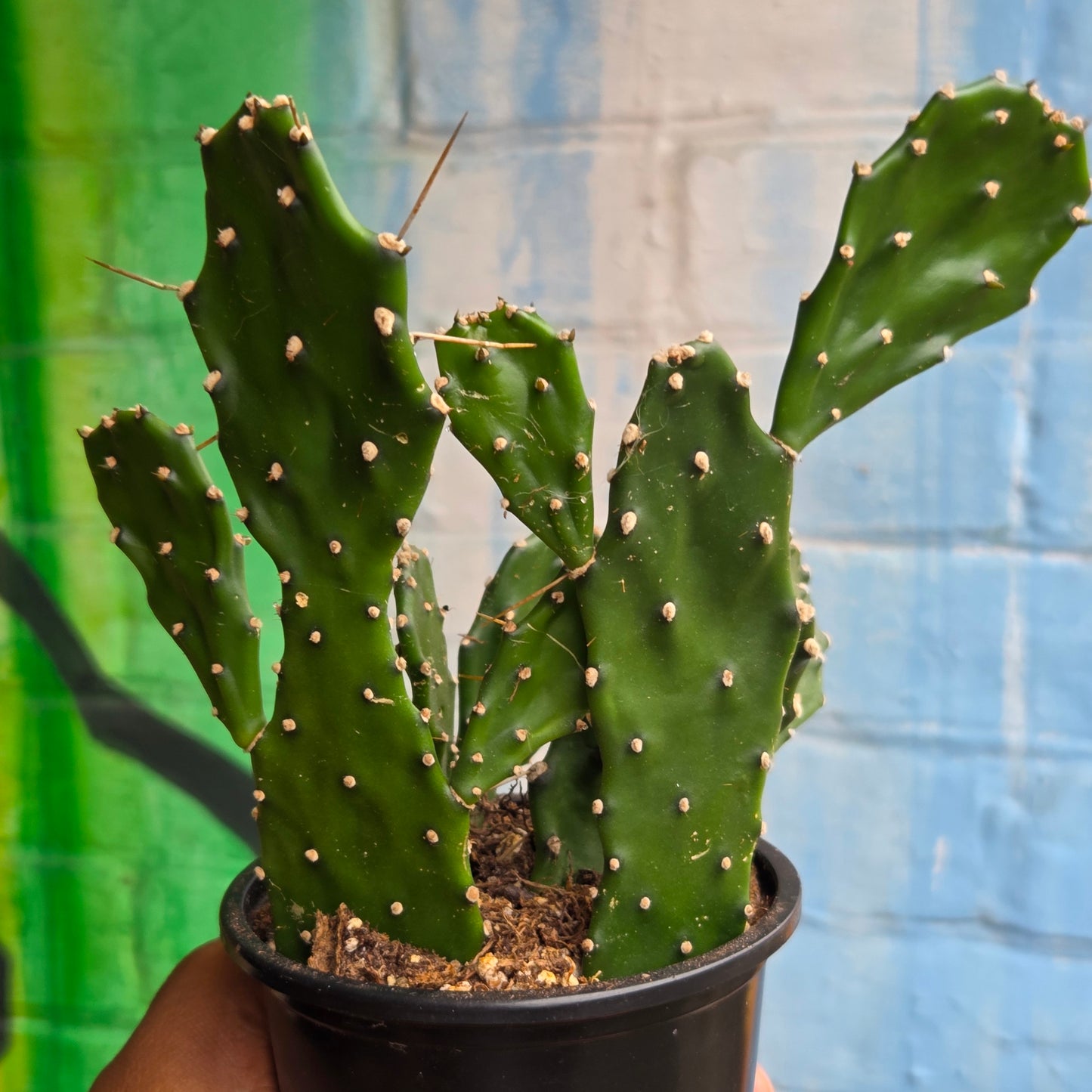 4" Opuntia jamaicensis