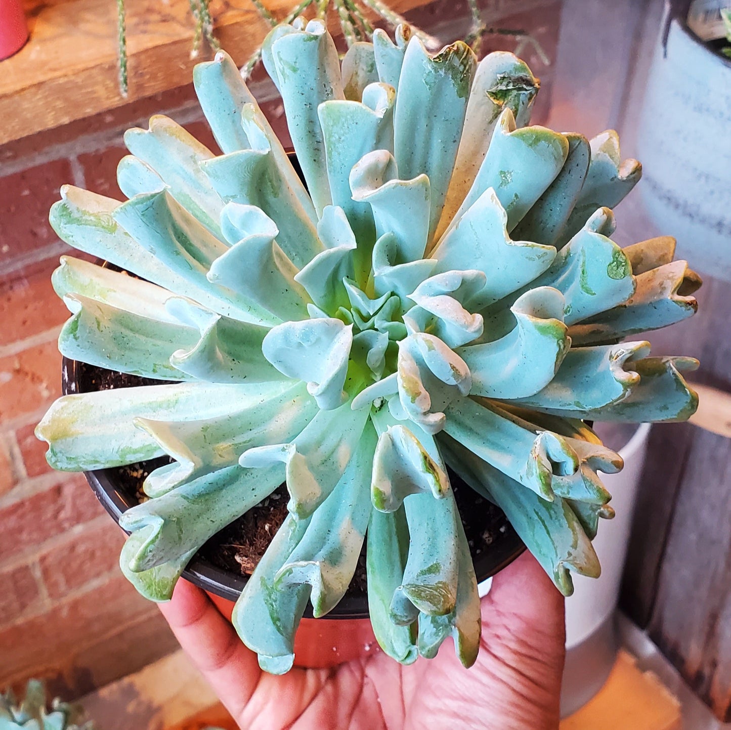 6" Echeveria Runyonii