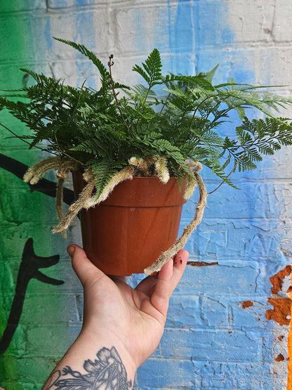 6" Rabbit's Foot Fern