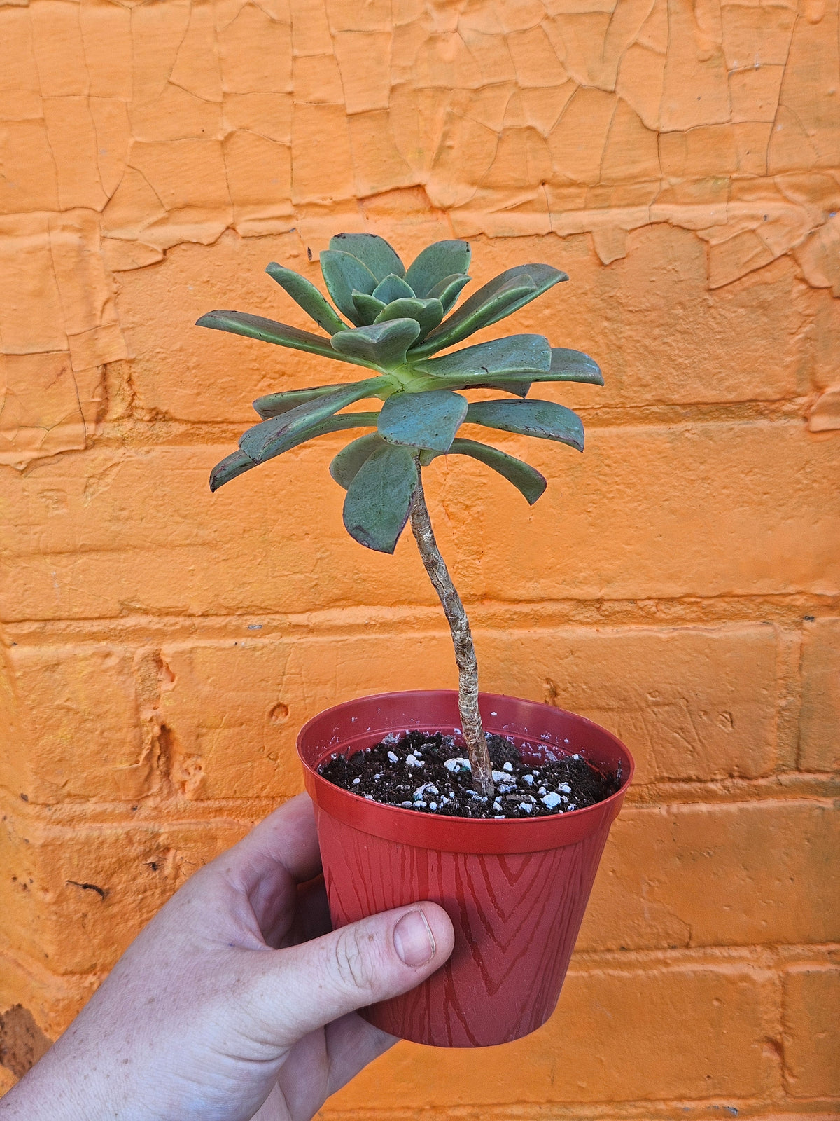4" Aeonium haworthii (Copy)