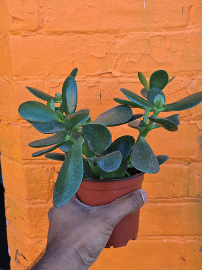 4" Jade | Crassula Ovata