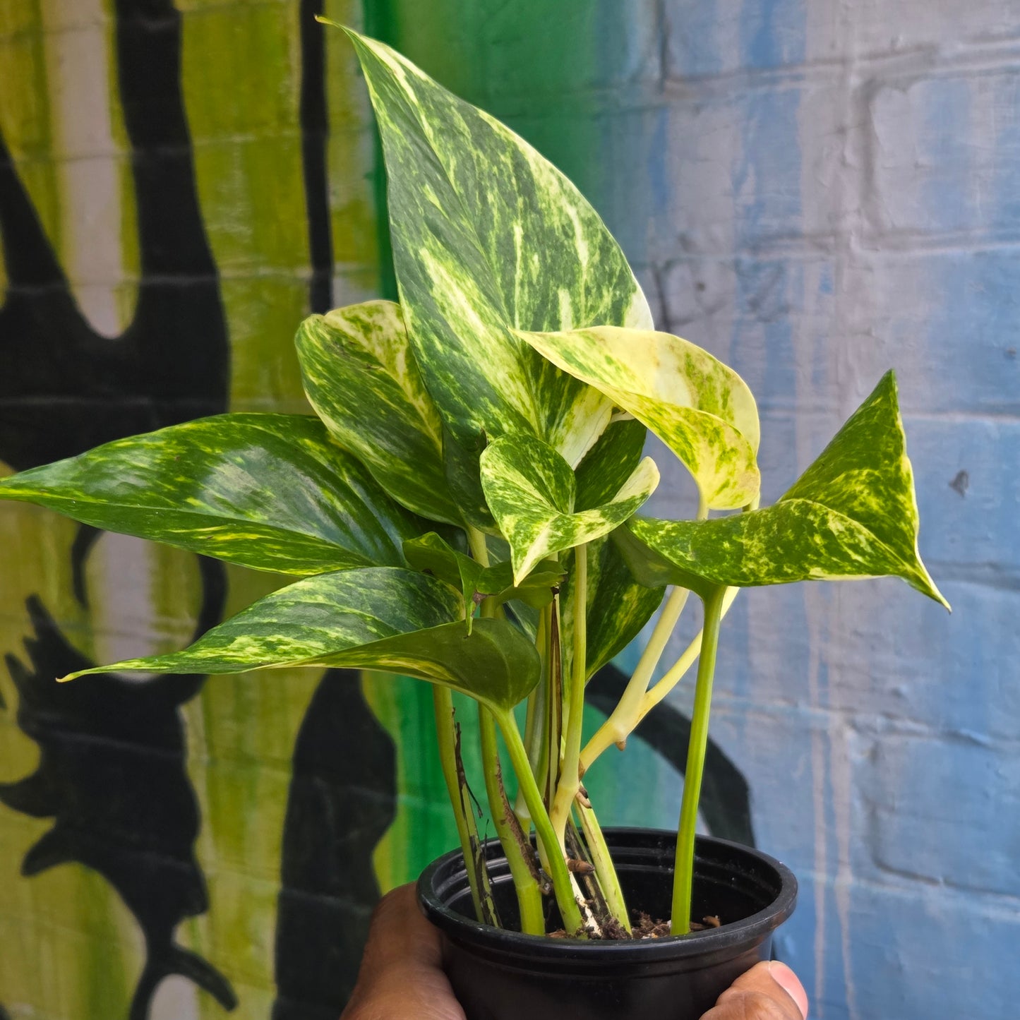3.5" Hawaiian Pothos