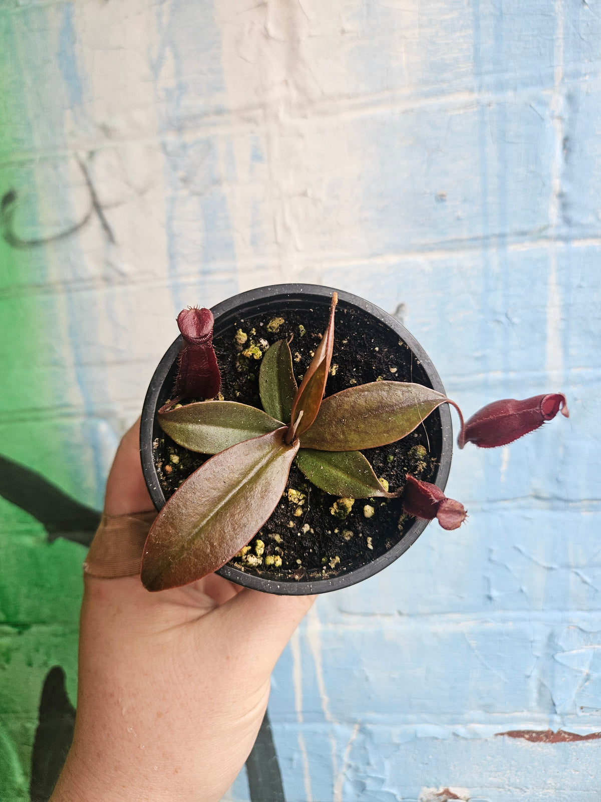 3.5" Nepenthes Rebecca Soper