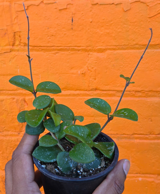 3.5" Hoya Mathilde