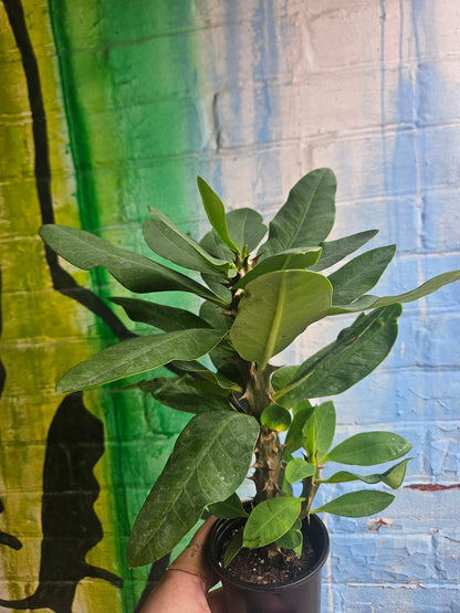 4.5" Crown of Thorns | Euphorbia Milii