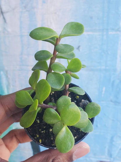 2.5" Portulacaria afra | Elephant Bush