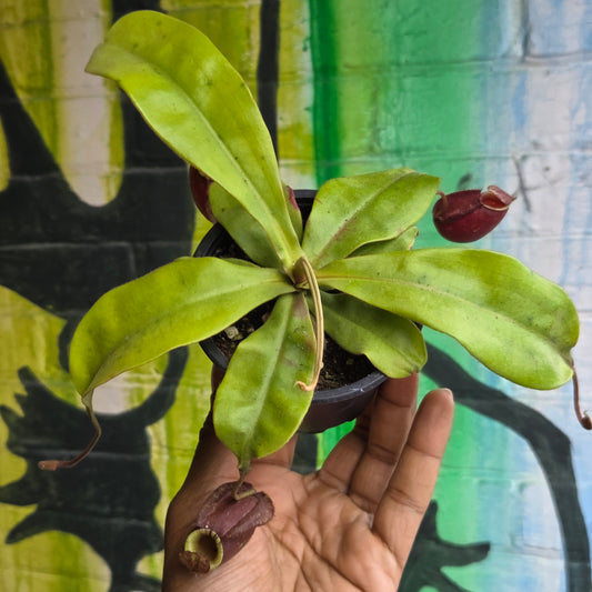 3.5" Nepenthes mirabilis variegated | Pitcher Plant