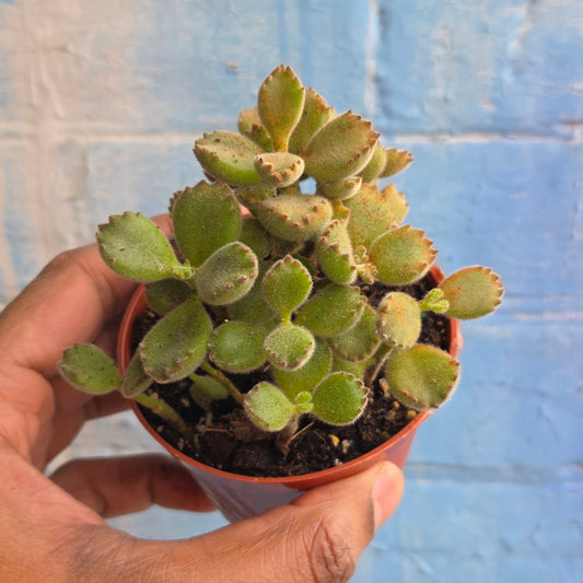 3" Cotyledon Tomentosa | Bear Paw Bush