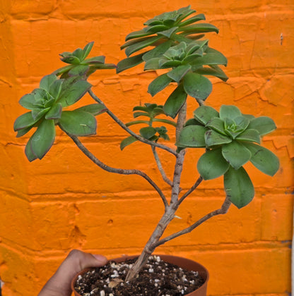 5" Aeonium haworthii