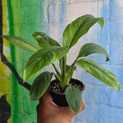 3.5" Spathiphyllum Sensation Variegated