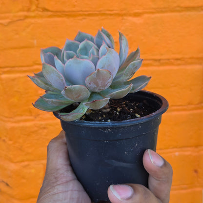 3.5” Echeveria Mensa