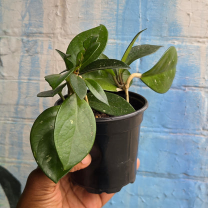 4" Hoya Carnosa