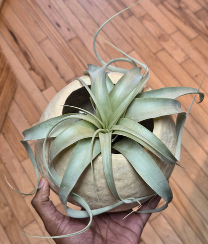 Sculpted Paper Vase - Cream