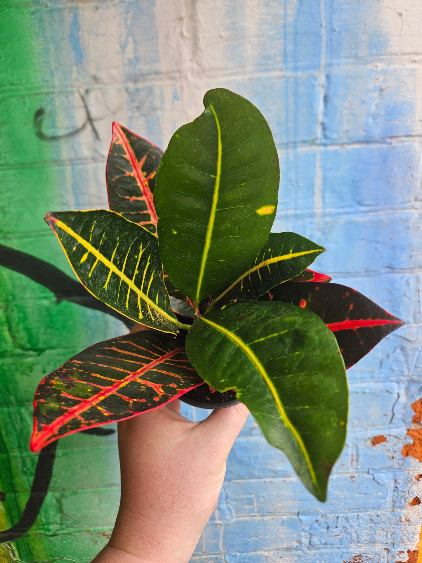 3.5" Croton Petra