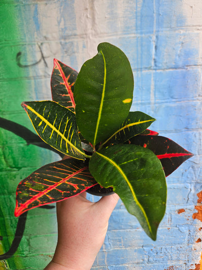 3.5" Croton Petra