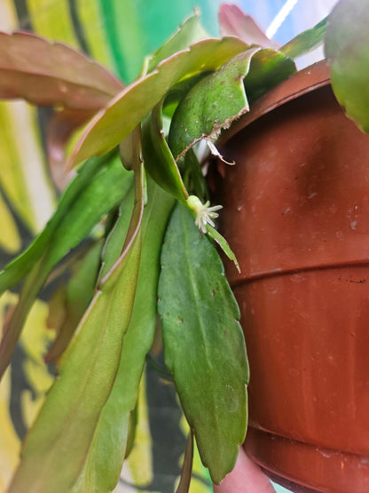 6" Pseudorhipsalis ramulosa