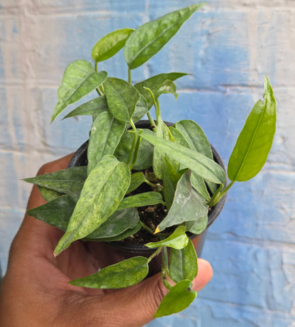 3.5" Epipremnum Pinnatum Yellow Mint