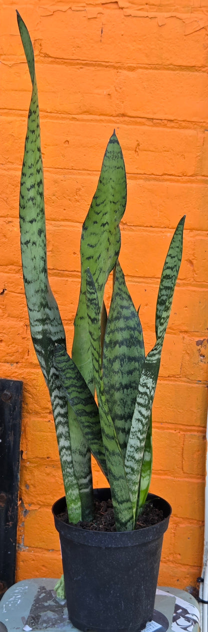 6" Sansevieria Zeylanica