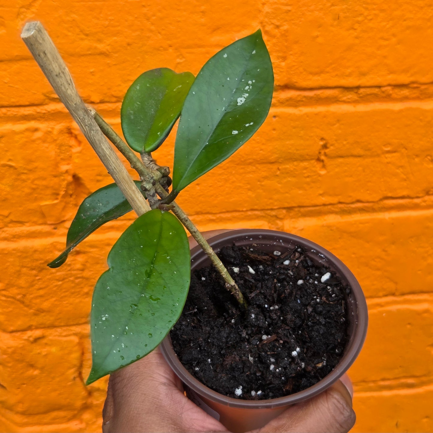 3.5" Hoya Carnosa
