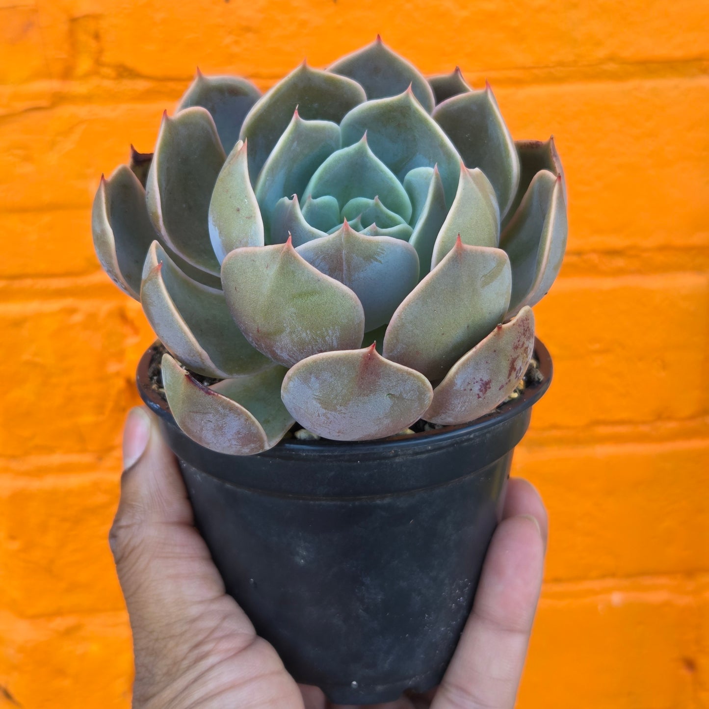 4" Echeveria Mensa