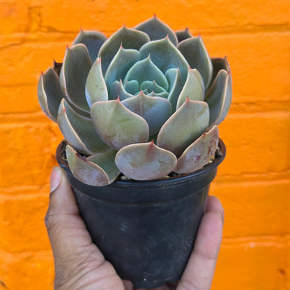 4" Echeveria Mensa