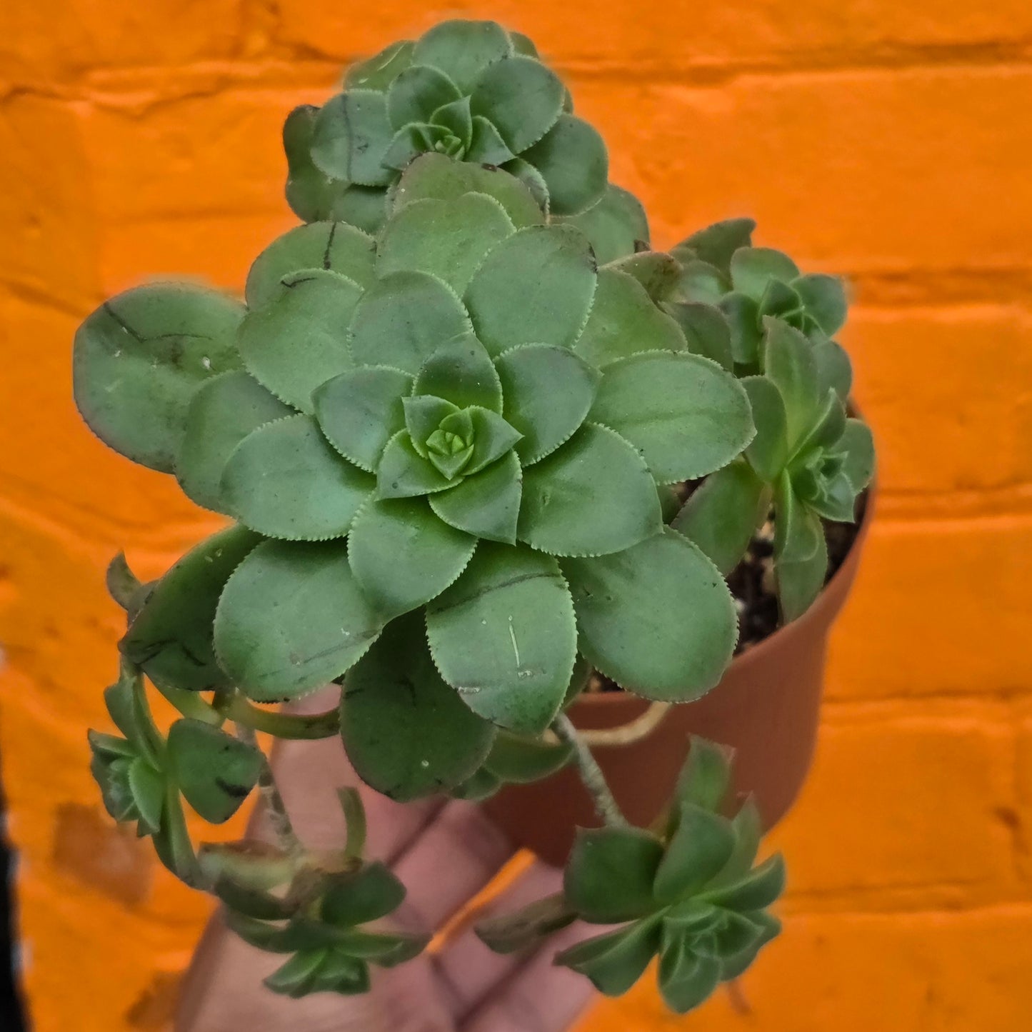 5" Aeonium haworthii