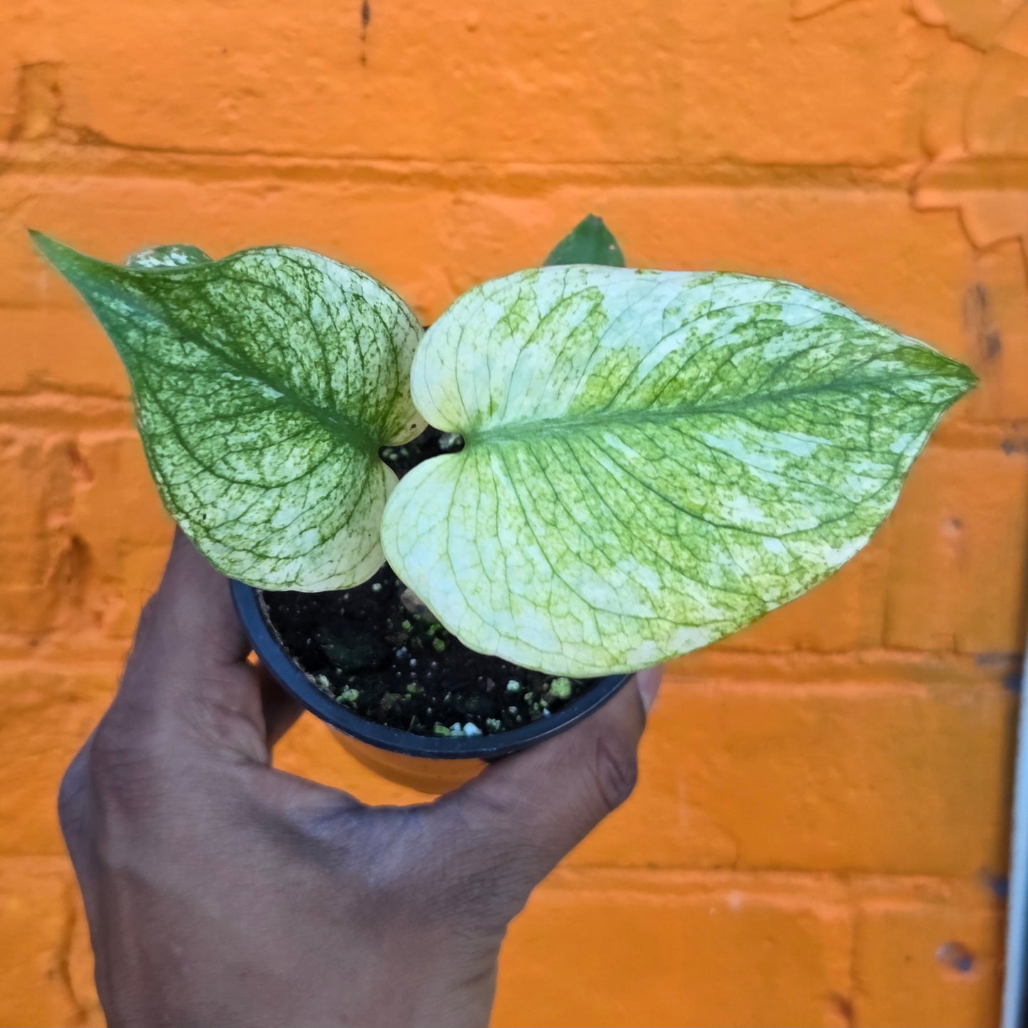 3.5” Monstera White Monster