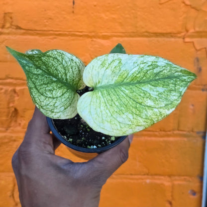 3.5” Monstera White Monster