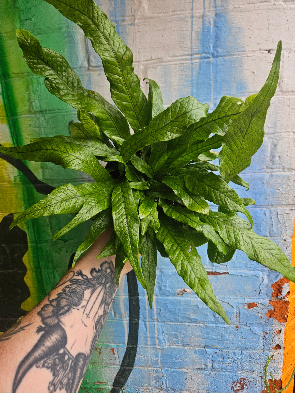 6" Crocodile Fern