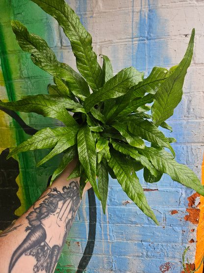6" Crocodile Fern