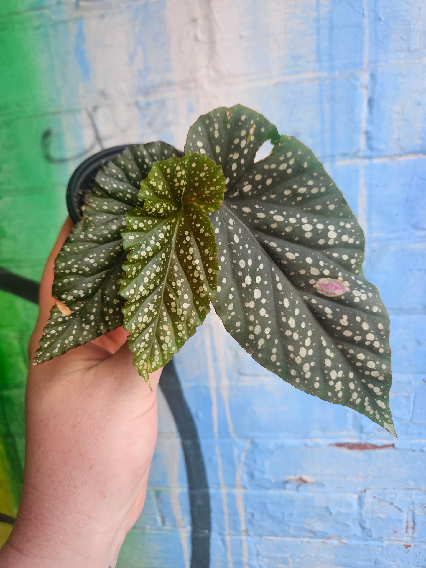 3.5" Begonia leucerna Plantlet