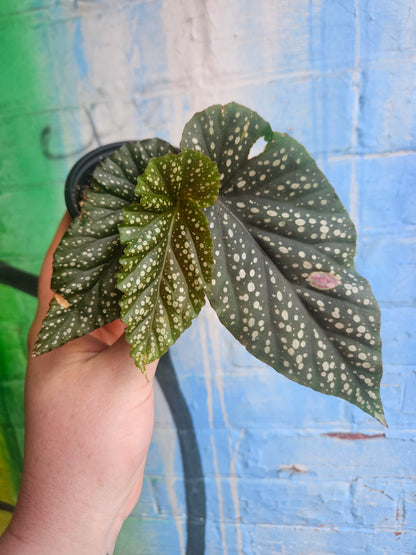 3.5" Begonia leucerna Plantlet