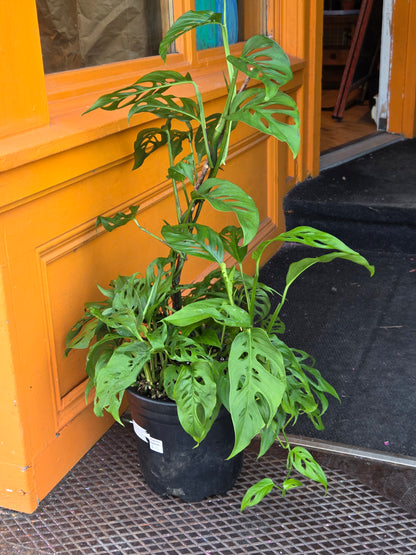 10" Monstera Adansonii Narrow Form